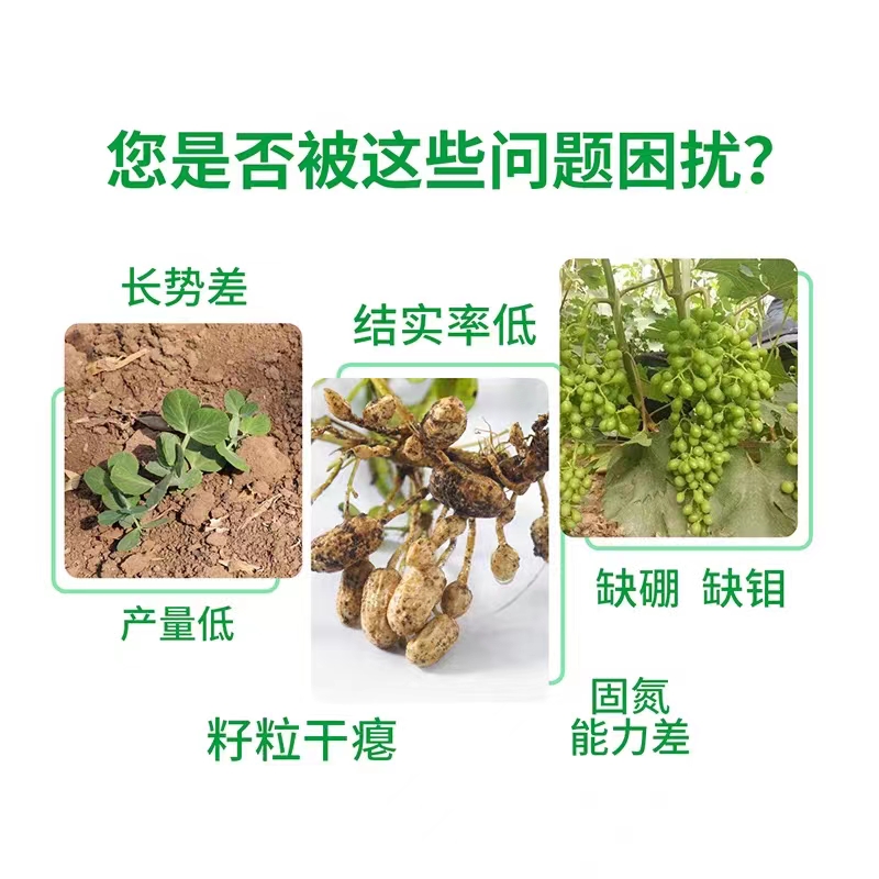 美因滋硼钼合剂花生豆类专用增产硼肥钼肥花多果多硼中钼叶面肥