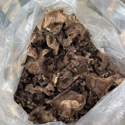 云南丽江高海拔山珍黑虎掌菌干货新鲜采摘自然烤干中大朵