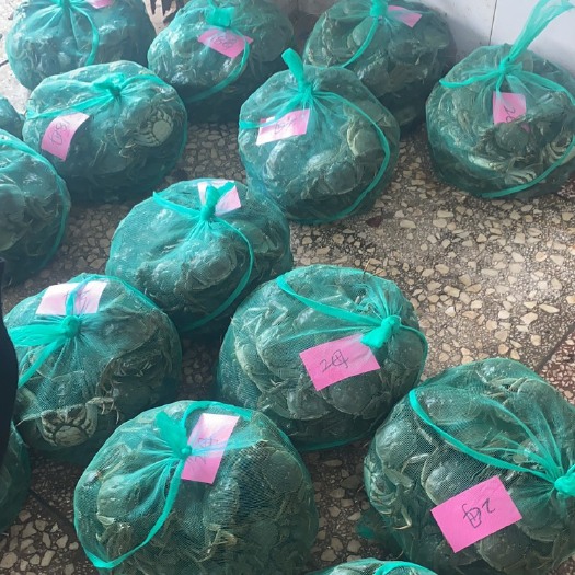 洪湖市湖北精品大闸蟹