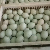 南安市7-9个新蛋