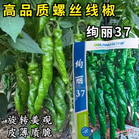 绚丽37螺丝椒种子，全螺顺直，薄皮香辣，旋转美观，结果强