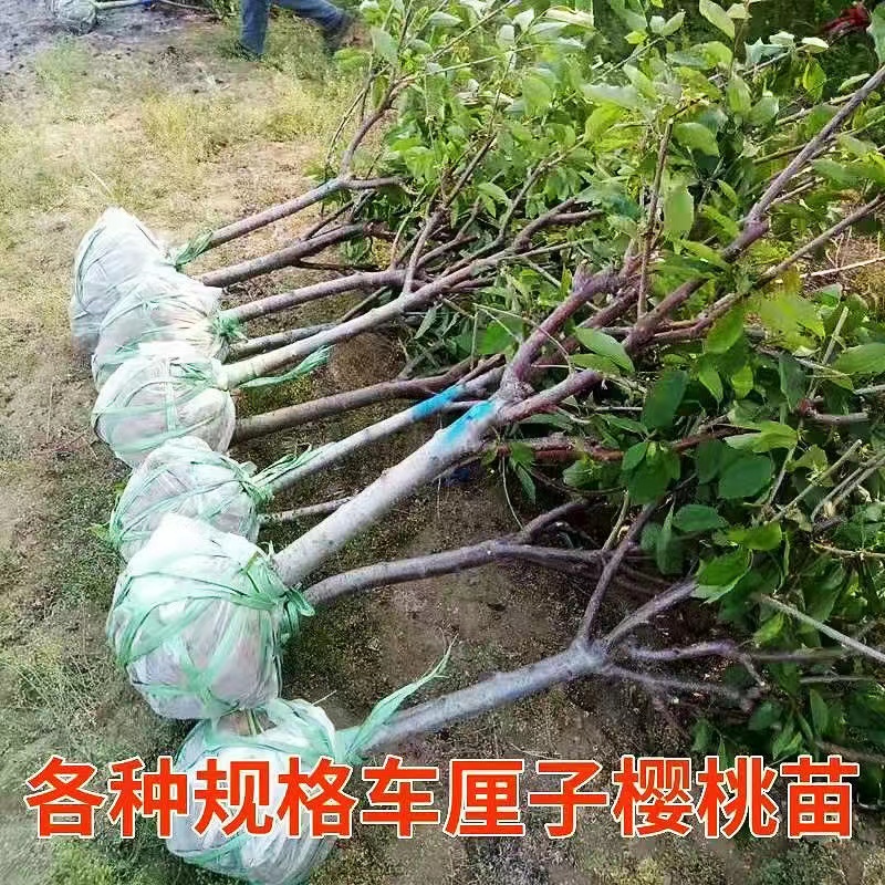 樱桃苗-布鲁克斯樱桃树苗嫁接苗品种对版根系发达可实地考察