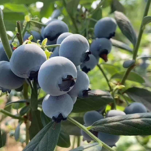 阳谷县蓝莓苗-薄雾蓝莓苗精品苗品种对版根系发达可实地考察