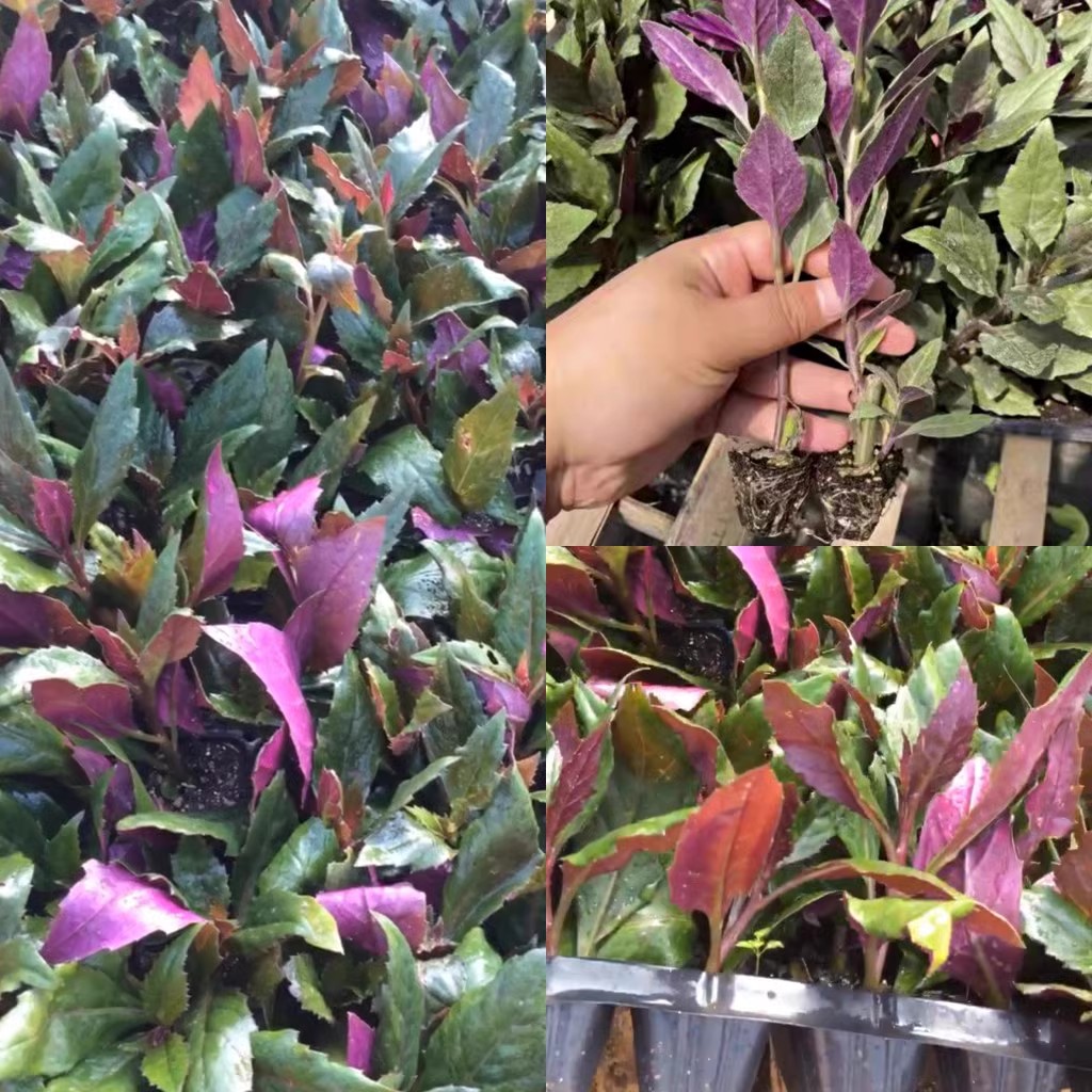 寿光市紫背天葵穴盘苗红背菜观音菜苗紫种籽明月草神仙草金鸡毛菜血皮菜