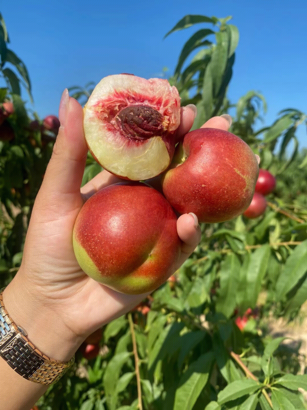 桃树苗-珍珠枣油桃苗2号枣油桃树苗品种对版根系发达可实地考察