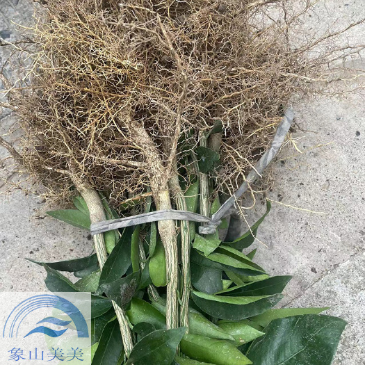 象山县爱媛43号柑橘苗，一年生桔苗，根系好，现挖现发