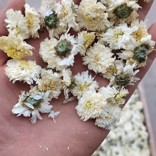 新货白菊花,菊花,黄山七月菊,黄山贡菊