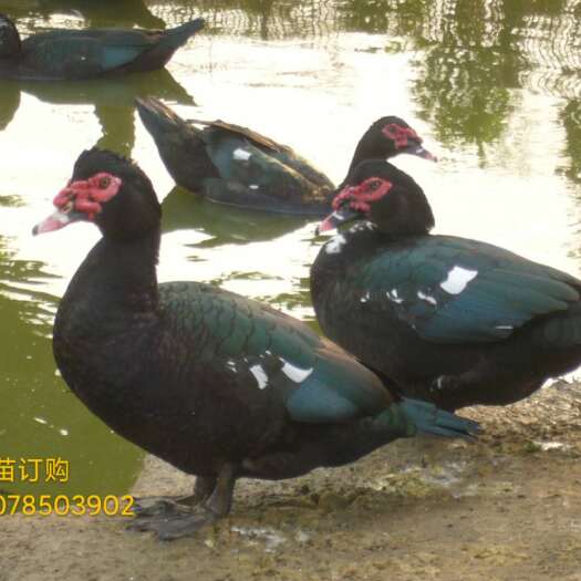 玉林番鸭苗批发
