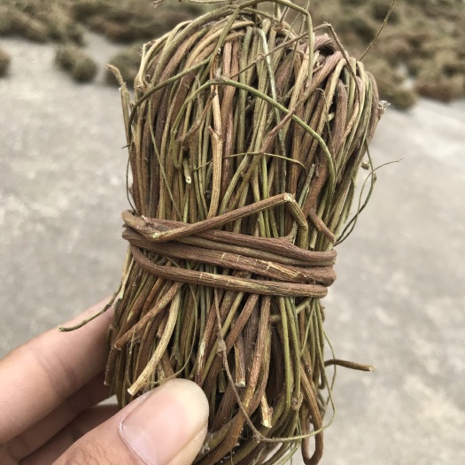 玉林鸡骨草 无叶小扎 新鲜 足干