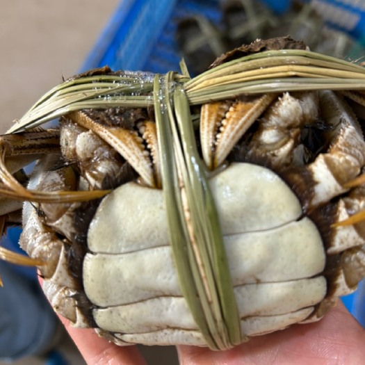 洪湖市大闸蟹