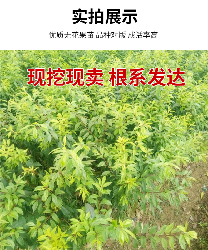 蜂糖李子树苗嫁接蜂糖李子苗南北方种植果树果苗