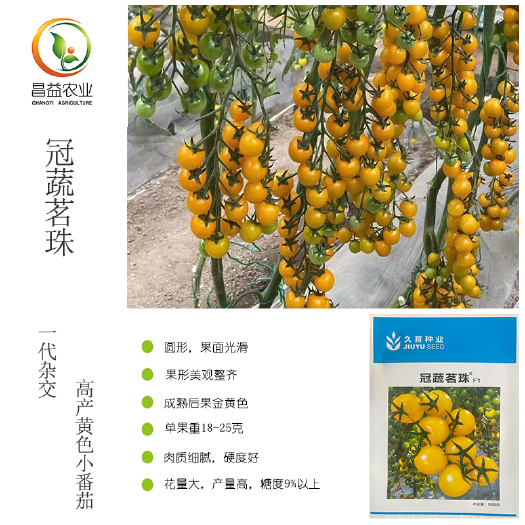 冠蔬茗珠黄色樱桃番茄种子高糖脆甜黄色圣女果高产抗病小柿子种子