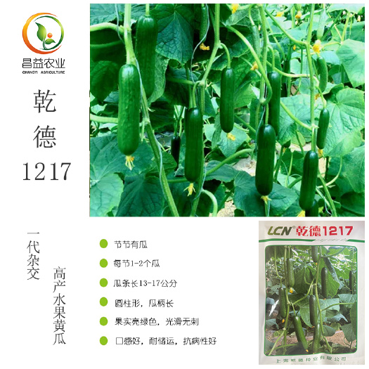 寿光市乾德1217无刺水果黄瓜种子 上海乾德节节有瓜口感小青瓜黄