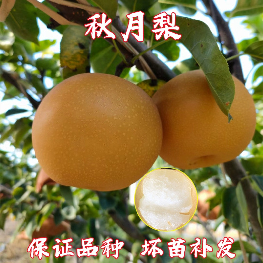 秋月梨树苗脱毒嫁接秋月梨苗无黑根无根瘤带合同发货