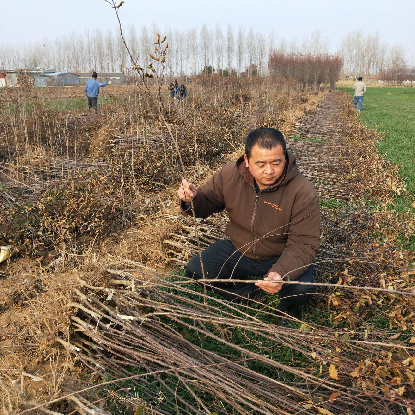 嫁接秦脆苹果树苗 秦脆苹果苗M9-T337Z砧木 合同发货