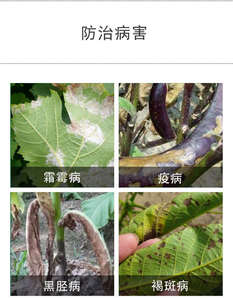 甲霜锰锌混合甲霜灵老牌子霜霉病疫病黑胫病等效果树蔬菜