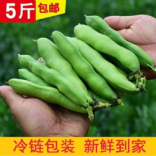 云南新鮮帶殼蠶豆 胡豆 蘭花豆一件代發(fā)整車代辦