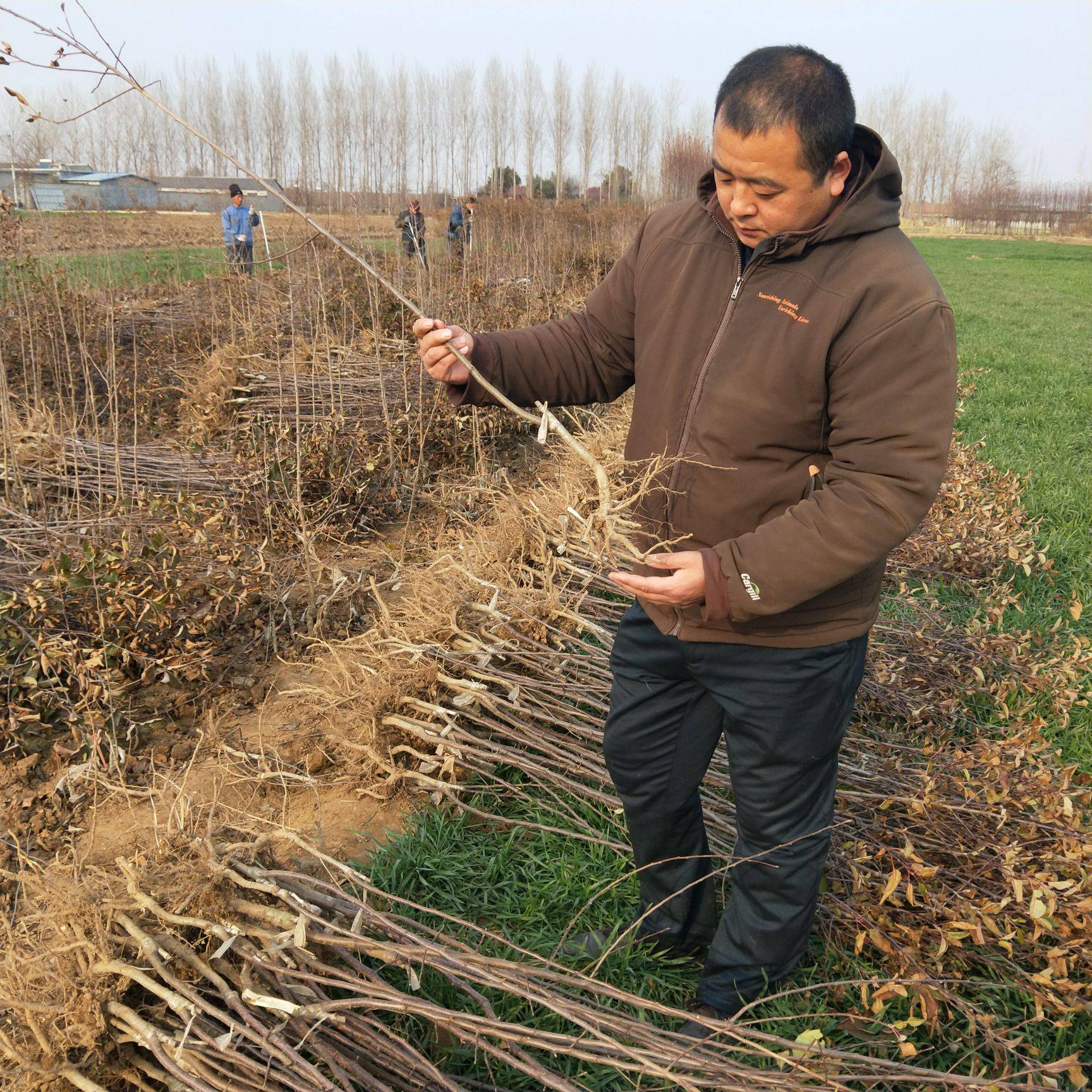 嫁接秦脆苹果树苗 秦脆苹果苗M9-T337Z砧木 合同发货