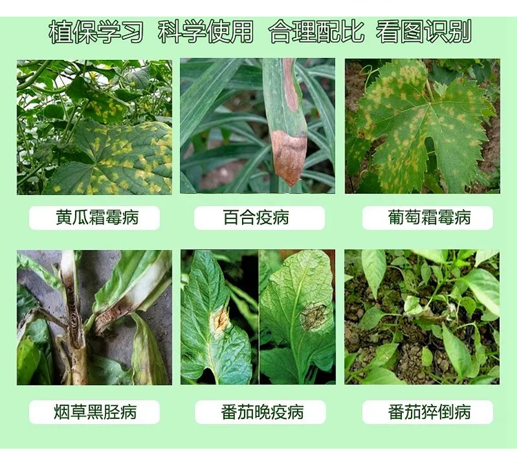 甲霜锰锌混合甲霜灵老牌子霜霉病疫病黑胫病等效果树蔬菜