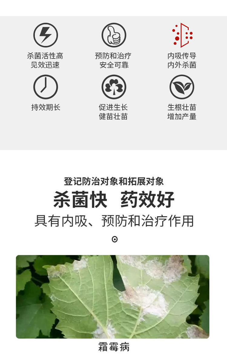 甲霜锰锌混合甲霜灵老牌子霜霉病疫病黑胫病等效果树蔬菜