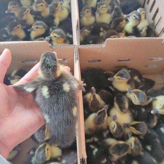 玉林番鸭苗批发