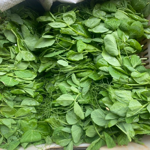 泸西县豌豆尖豌豆苗豆苞
