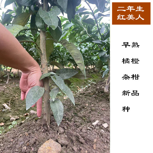 象山县红美人爱媛28号，二年生红美人柑橘苗，品种纯正