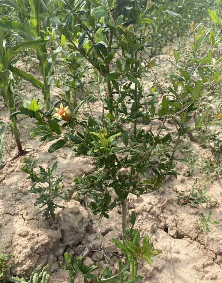 石榴树苗 大红袍石榴苗 精品嫁接苗品种对版根系发达可实地考察