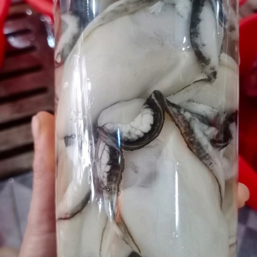 阳西县生蚝肉批发销售 湛江生蚝 台山生蚝 阳江生蚝 顺丰一件代发