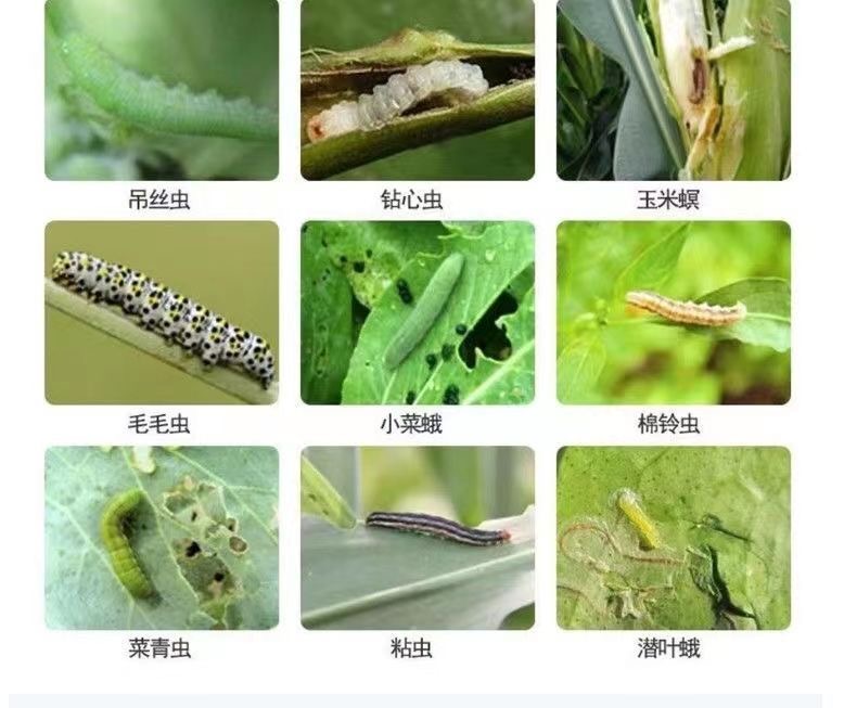 甲维盐氯氰菜青虫卷叶虫钻心虫棉铃虫菜蛾夜蛾果蔬农药杀虫杀卵