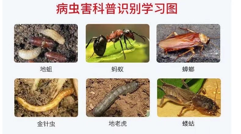 甲维盐氯氰菜青虫卷叶虫钻心虫棉铃虫菜蛾夜蛾果蔬农药杀虫杀卵