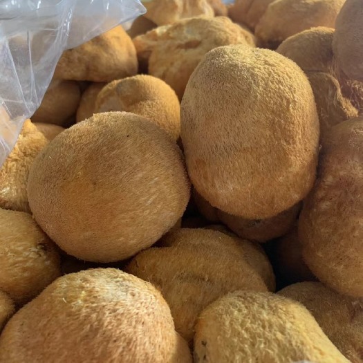海林市小个猴头菇 适合礼盒装