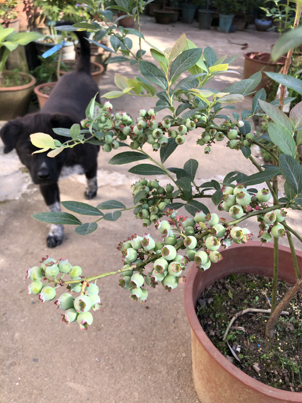 奥尼尔蓝莓苗 精品嫁接苗 品种对版 根系发达 可实地考察