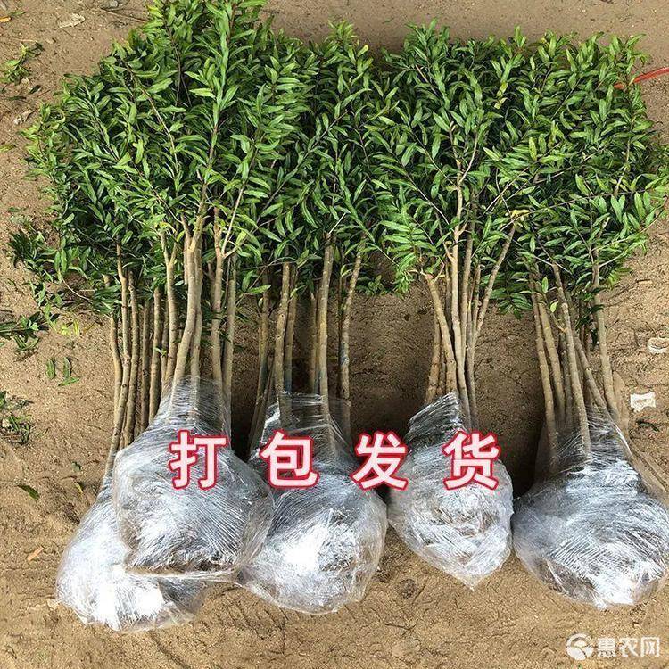 石榴树苗 大红袍石榴苗 精品嫁接苗品种对版根系发达可实地考察