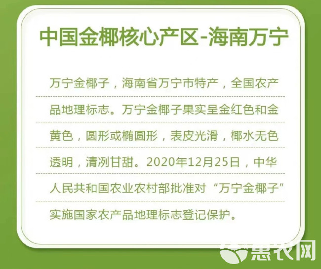 【一件代发】海南黄金椰子产地直发货源稳定