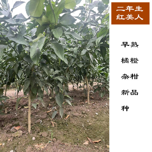 象山县二年生爱媛28号柑桔苗，带土球，现挖现发