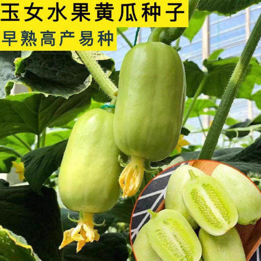 济南水果黄瓜 拇指黄瓜种子 玉女迷你水果小黄瓜种籽四季栽培