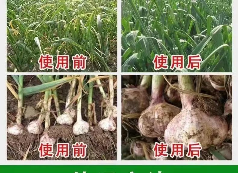 大蒜绿叶干尖灵黄叶变绿增粗拉长抗病增产抗干尖黄叶大蒜专用肥