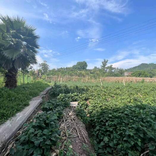 重庆市壁山区60亩种植地出zu，位置相当方便