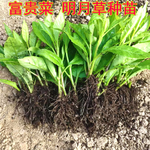 富贵菜苗  明月草种子平卧三七白凤菜红茎白背三七种苗批发