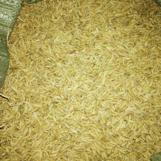 海口当季新稻谷东北稻花香二号
