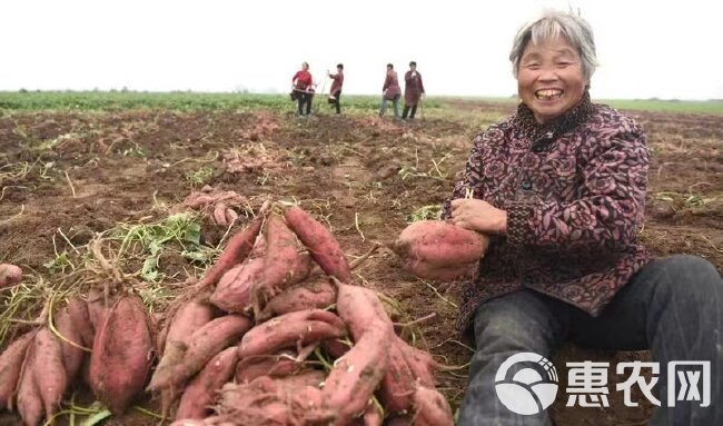 红薯增甜多薯宝红薯增甜剂膨大防裂薯多高产抗虫增甜增产红薯肥料