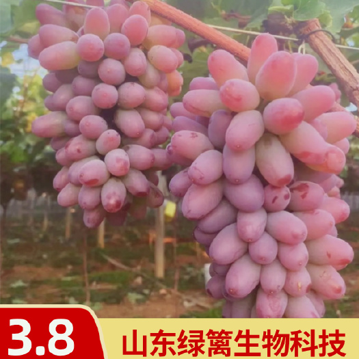 平邑县嫁接茉莉香葡萄苗 品种纯正 南北方种植