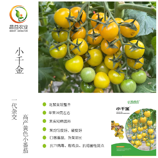 寿光市小千金黄色樱桃番茄种籽孑 爱维农抗病高产甜度高黄色小番茄种子