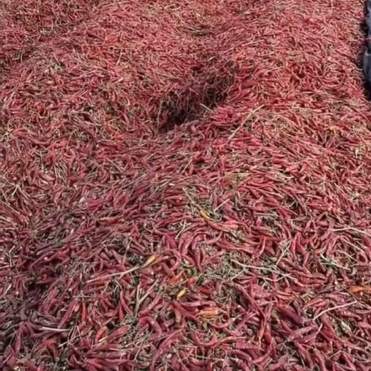 小米辣干辣椒
