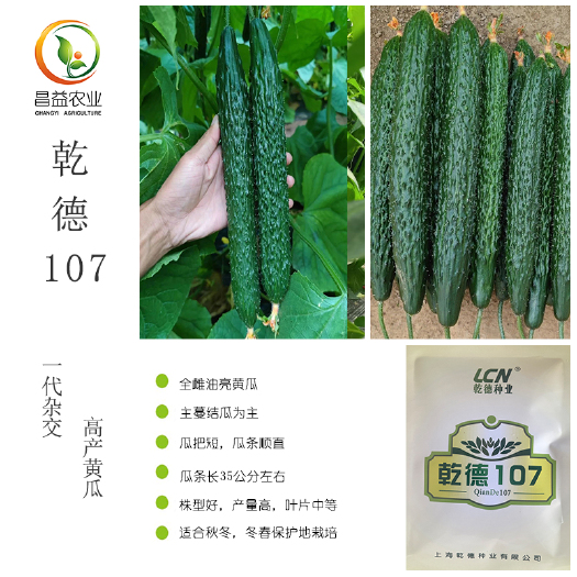 寿光市乾德107黄瓜种子 上海乾德耐寒全雌黑油亮短把密刺绿肉青瓜种