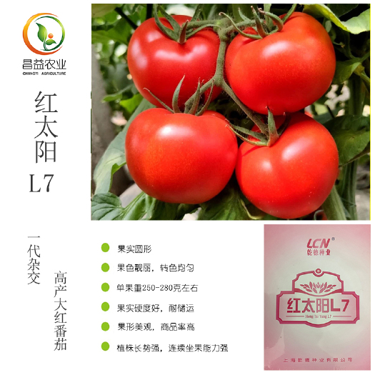 寿光市红太阳L7大红番茄种子上海乾德大红番茄抗TY硬度好精品果大红