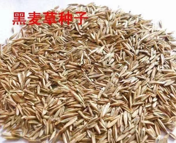 沭阳县黑麦草种子价格