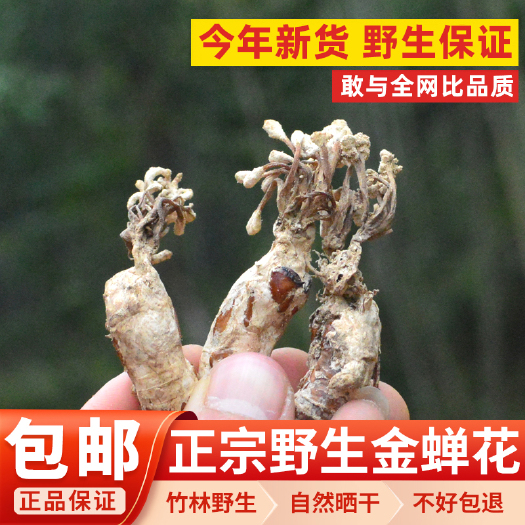 和平县金蝉花