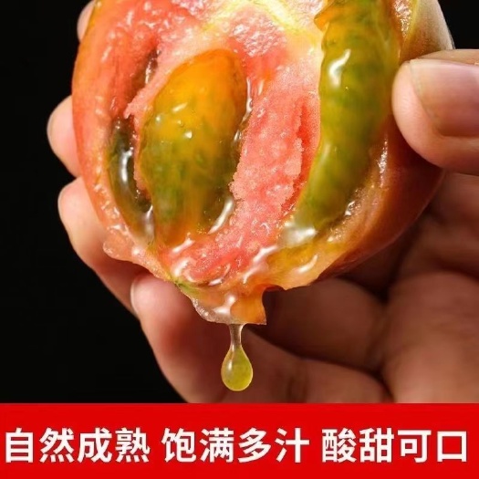 3千亩铁皮柿子番茄基地常年供应电商社区草莓番茄铁西柿子